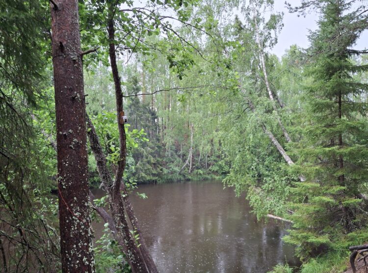 Siipojoki